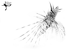 "High Key Lionfish"
Made underwater, not in Photoshop ;-... by Rico Besserdich 